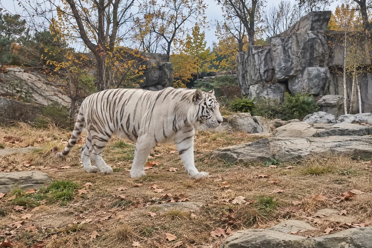 백호살 대표 이미지, 늦가을 동물원에서 걷는 흰 호랑이 the white tiger behind the name