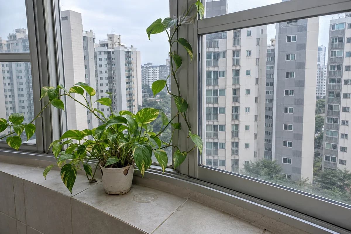 사주가 안 좋아도 잘 사는 이유를 떠올리게 하는, 작은 화분을 넘어 창틀까지 뻗은 아파트 베란다의 스킨답서스