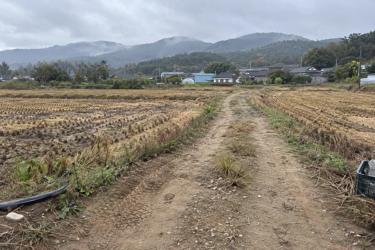 토 기운의 하반기 운세를 떠올리게 하는 늦여름 환절기의 흙길 풍경