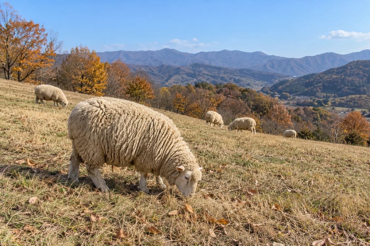 2027년 정미년 대표 이미지, 늦가을 언덕 목장에서 풀을 뜯는 양 떼 the year of the sheep